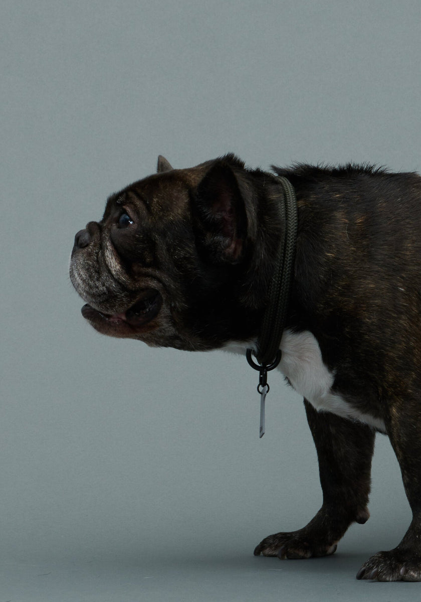 THE COLLAR WEIMARANER GREY | ザ・カラーワイマラナーグレー